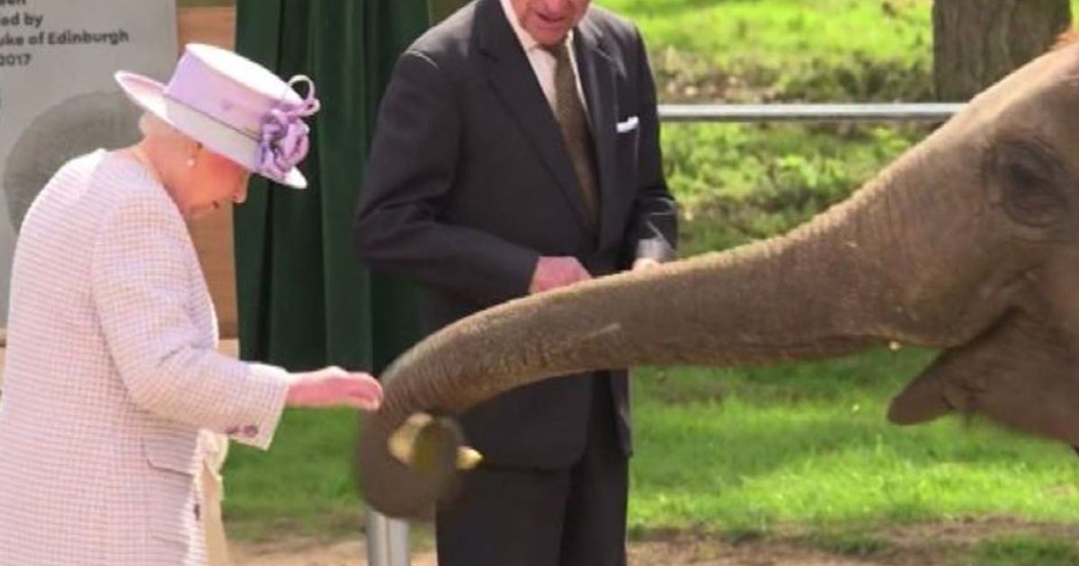 La regina Elisabetta gioca con un cucciolo di elefante