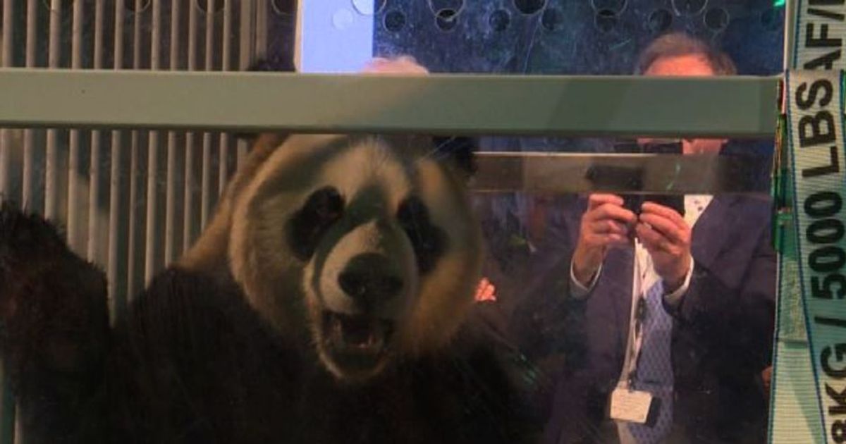 Due panda giganti volano dalla Cina all’Olanda