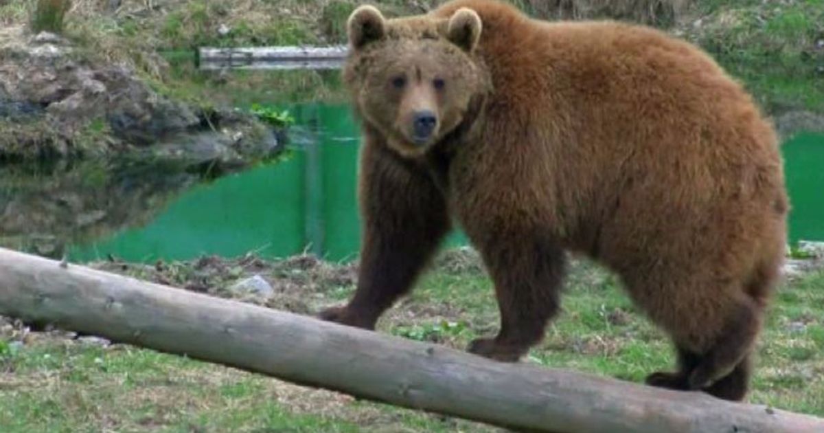 Ucraina, la nuova vita degli orsi salvati dai circhi