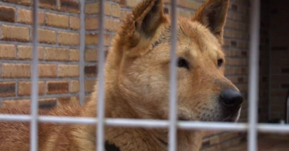 Le ferree regole di Seoul per la purezza dei Korea Jindo Dog