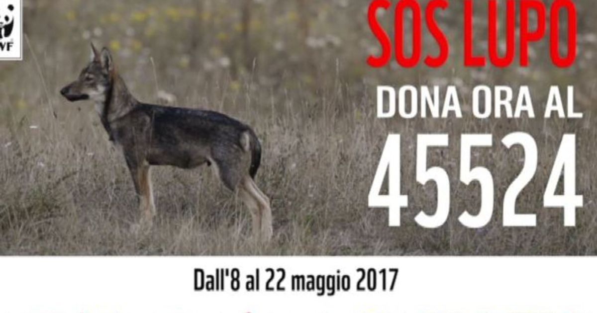 “Sos Lupo”: campagna Wwf per salvare la specie dai bracconieri