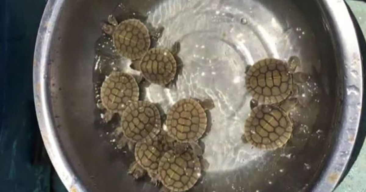 In Cambogia nate 9 tartarughe reali, una specie in estinzione