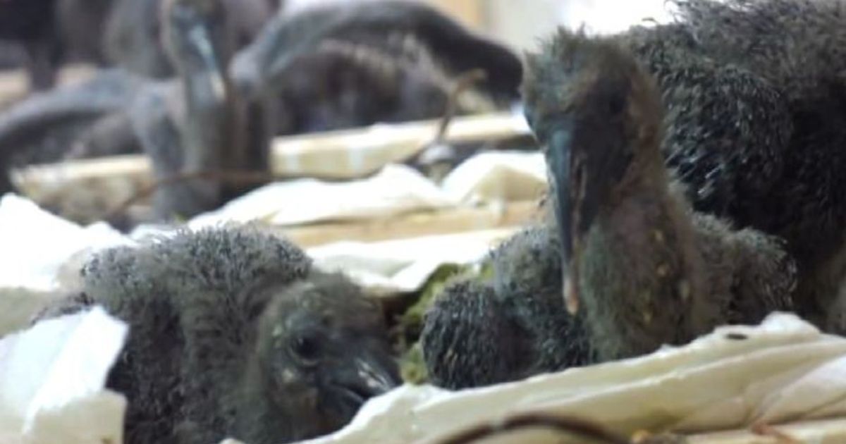 Gli Ibis volano in Europa guidati da un ultraleggero