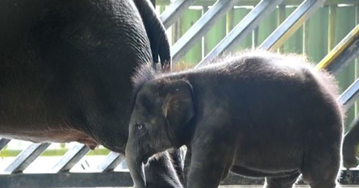 Presentata elefantina di un anno allo zoo di Singapore