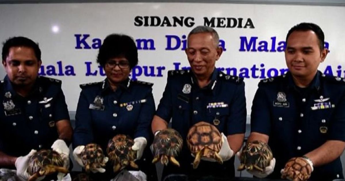 Alla dogana di Kuala Lumpur 330 tartarughe stellate