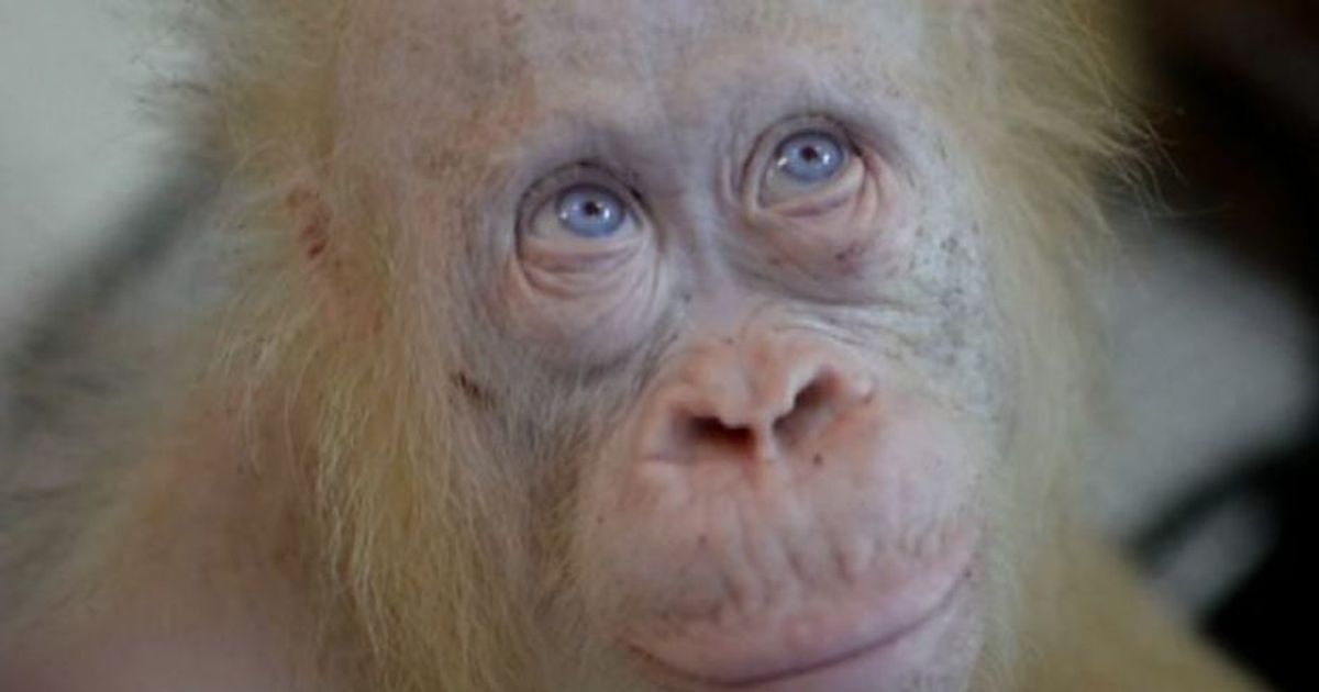 L’orango albino salvata in Borneo ha un nome, per il web è “Alba”