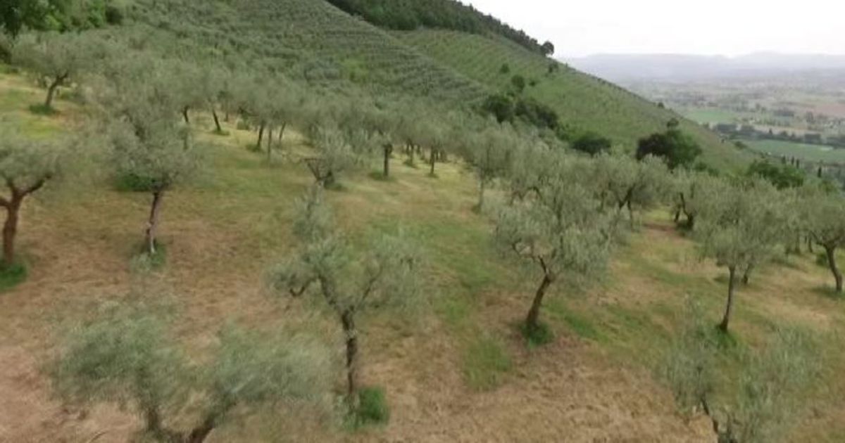 La Fascia Olivata Spoleto-Assisi candidata come Paesaggio FAO