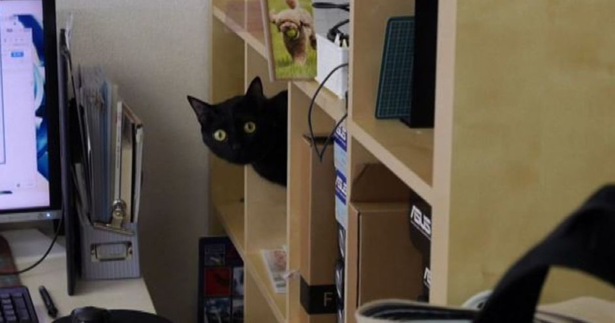 Portate il gatto in ufficio, allevia lo stress e rende produttivi