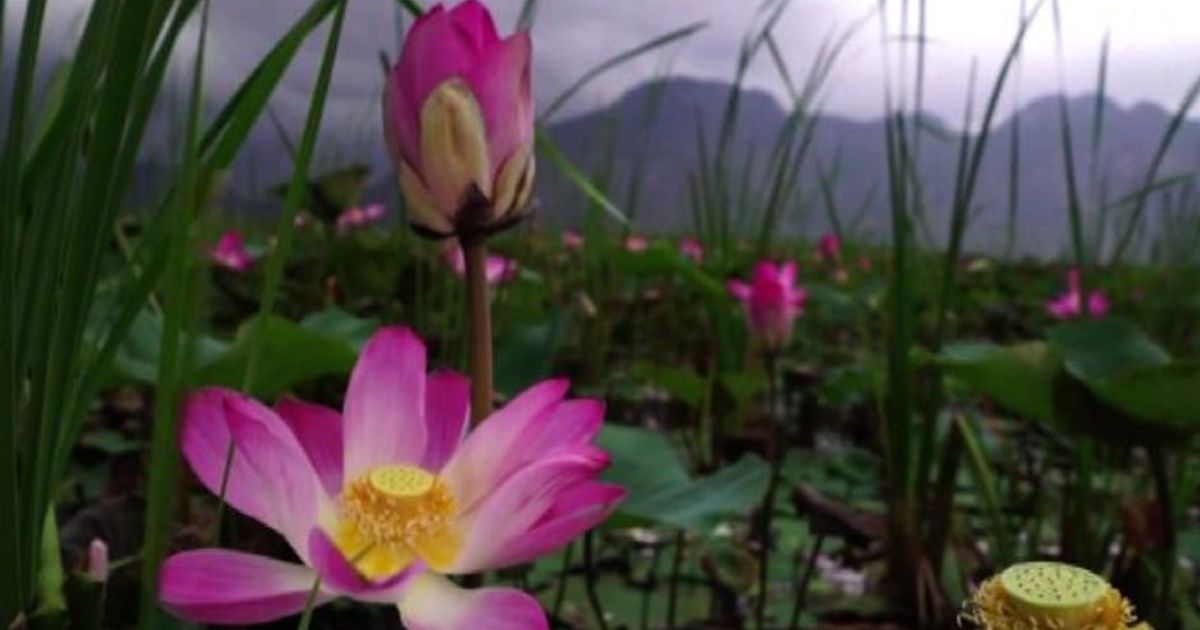 Thailandia, dopo 10 anni tornano i fiori di loto sacri