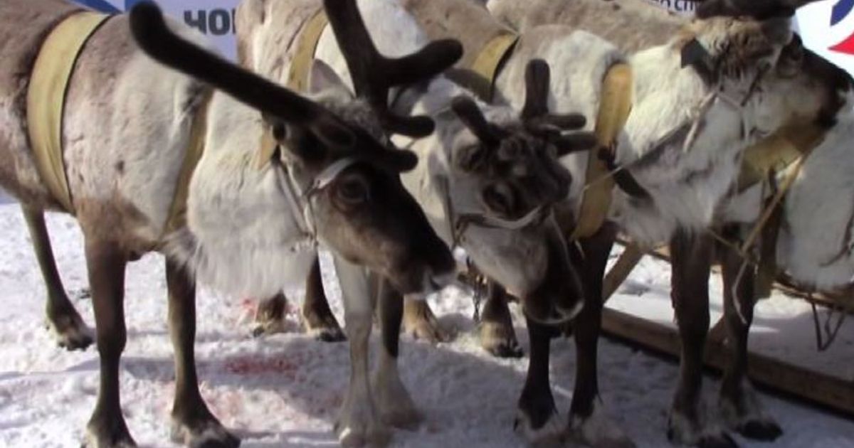 Nel cuore dell’Artico russo dove la vita dipende dalla renna