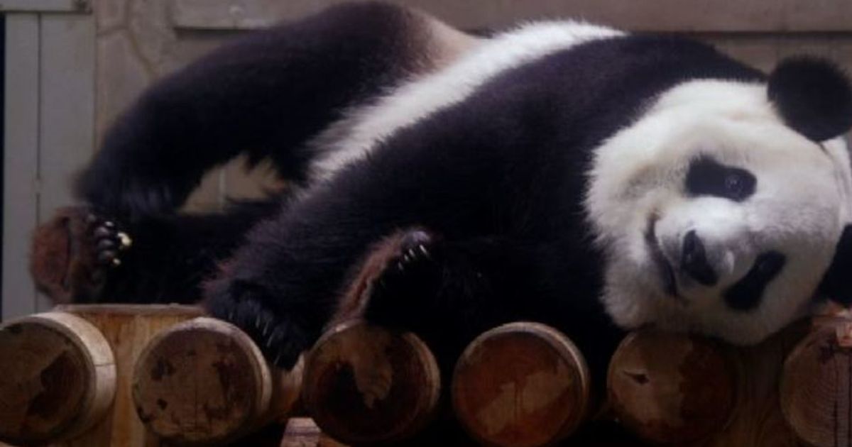 Fioccano i turisti allo zoo di Tokyo, panda Shin Shin è incinta
