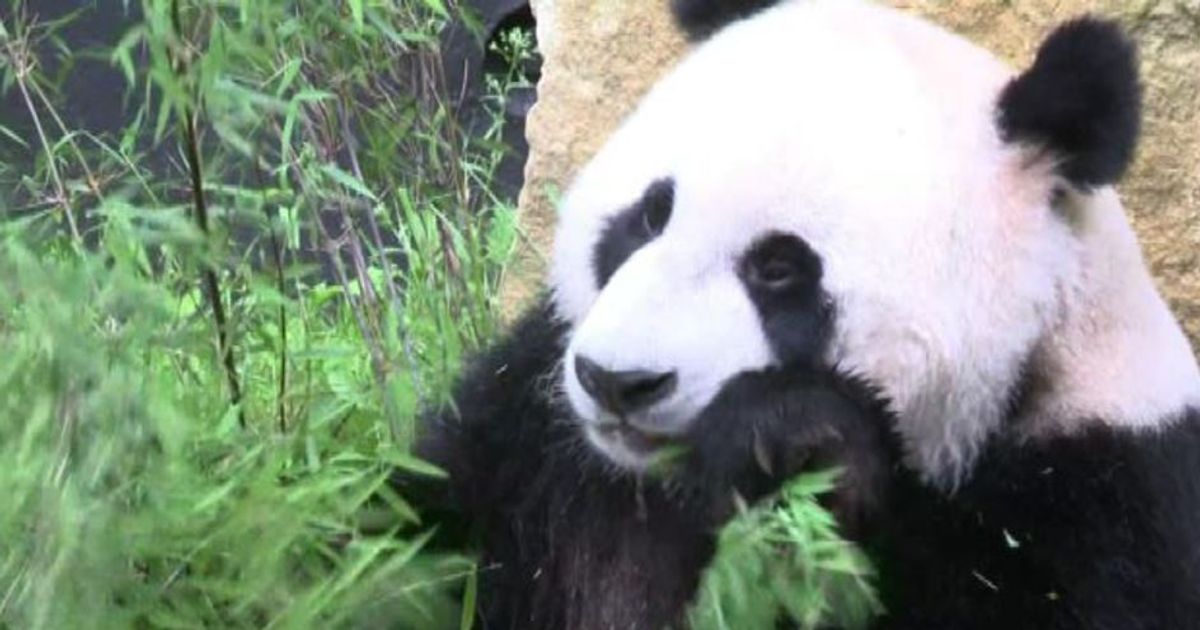 Il debutto di Wu Wen e Xing Ya, i due panda giganti star a Rhenen