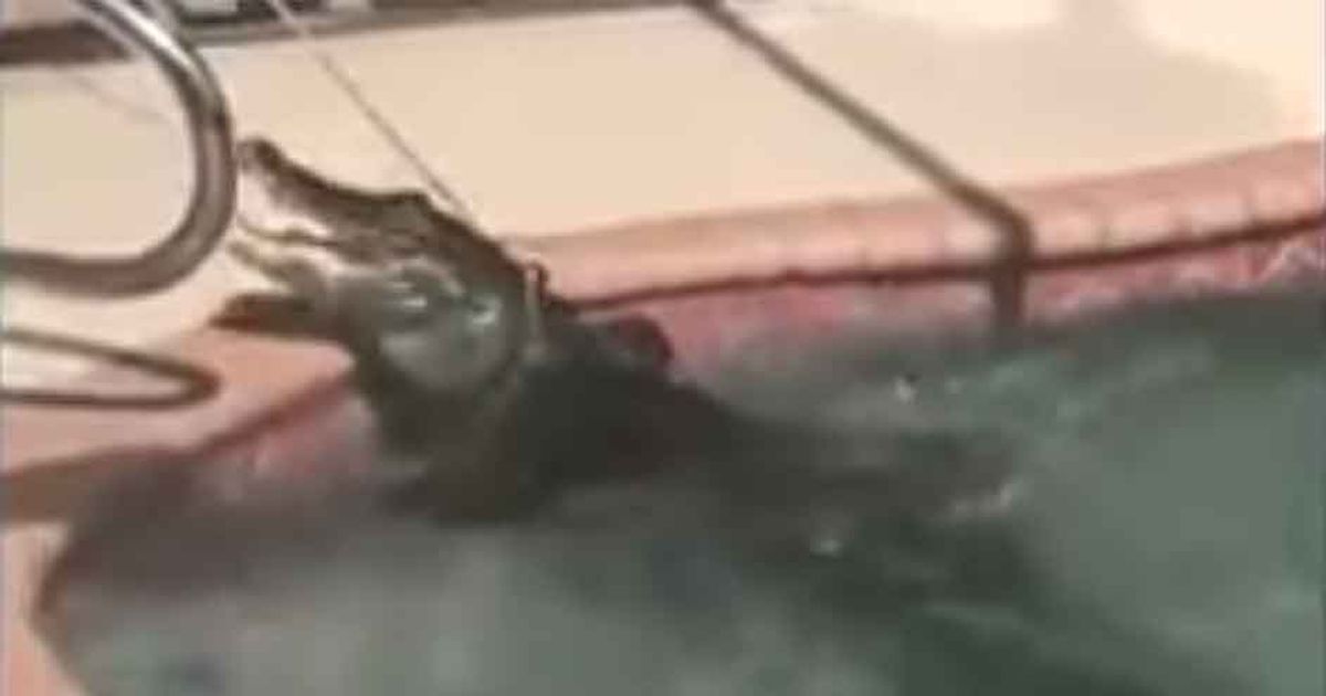 Voleva farsi un tuffo in piscina, ma…nell’acqua c’era un’ombra scura