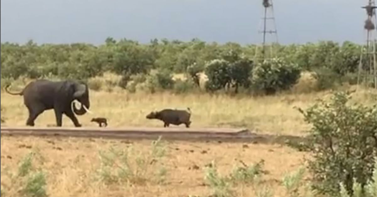 Baby bufalo mette in fuga un elefante enorme!