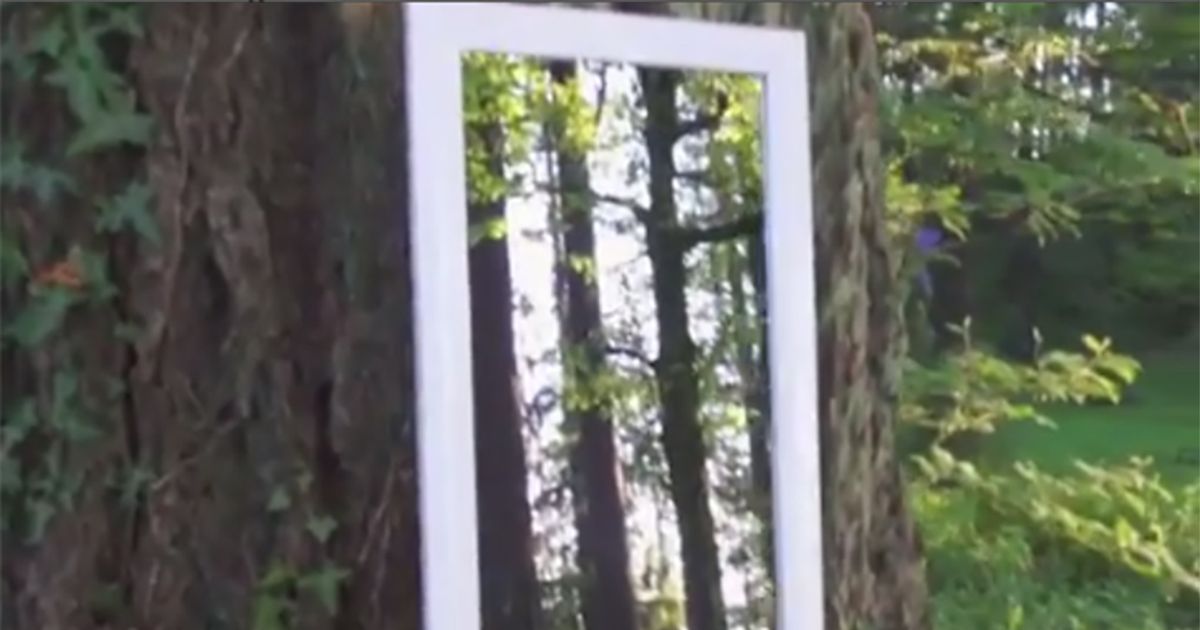Attraversa lo specchio nel bosco, l’illusione ha una spiegazione