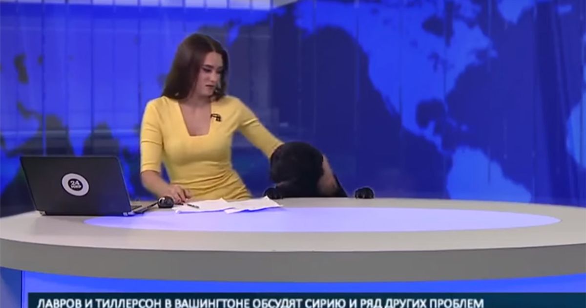 Irruzione durante il Tg in Russia: ad irrompere un  simpatico labrador
