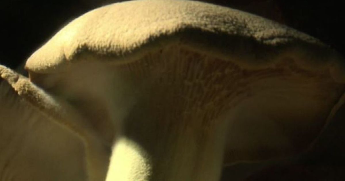 Funghi materiali del futuro? Le creazioni di un designer italiano