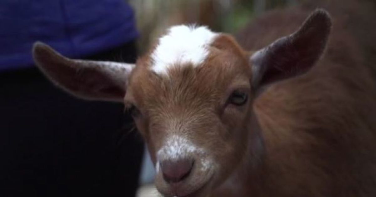 Praticare yoga con le caprette, l’ultima moda negli Stati Uniti