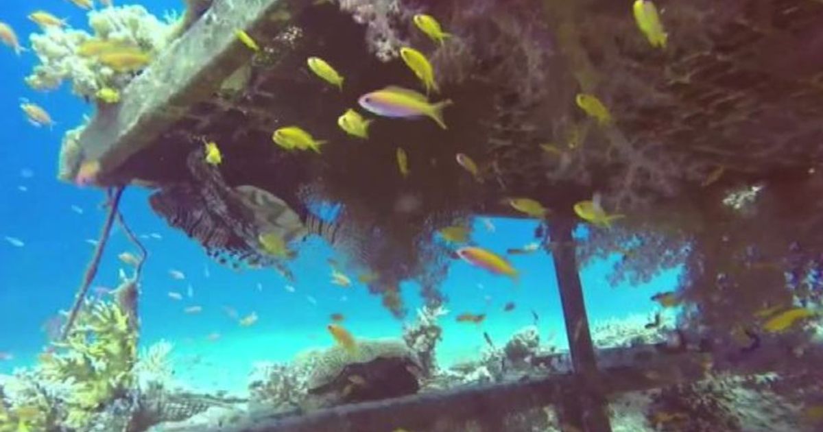 Global warming: scacco matto dai coralli resilienti del Mar Rosso