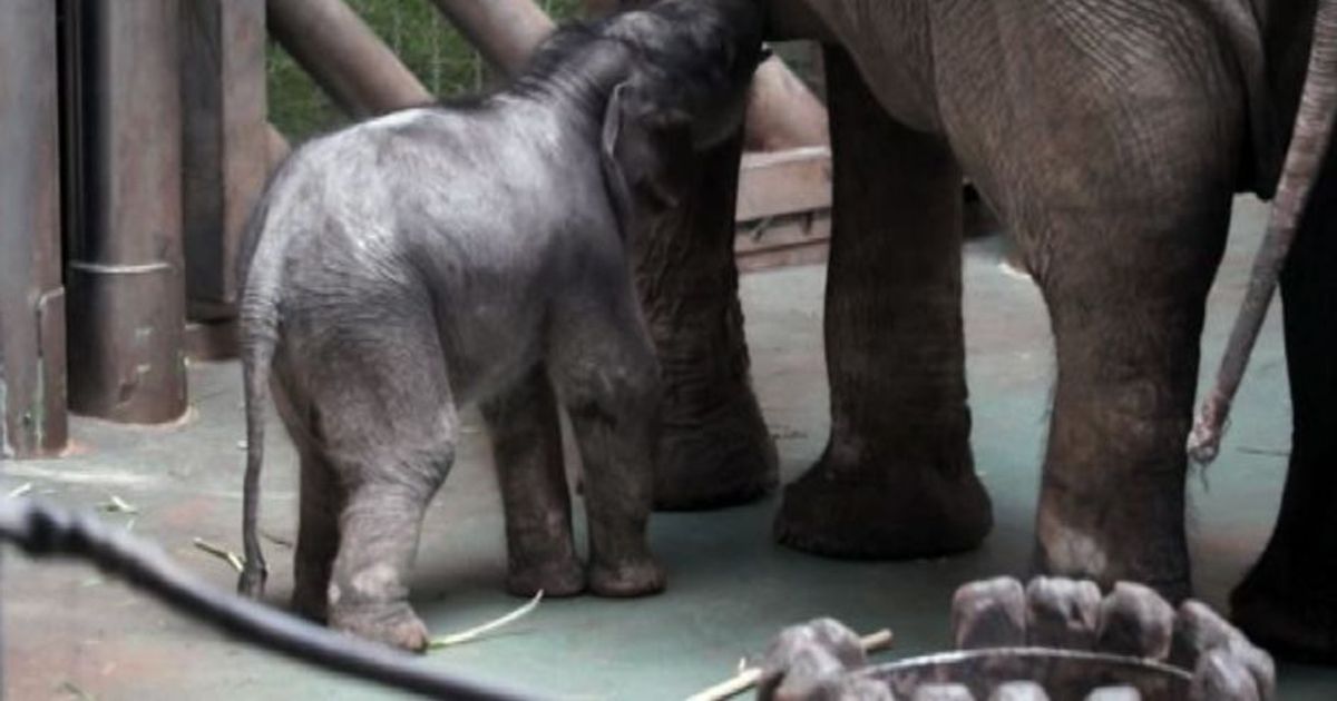 Lo zoo di Mosca dà il benevenuto al cucciolo di elefante di 80 kg