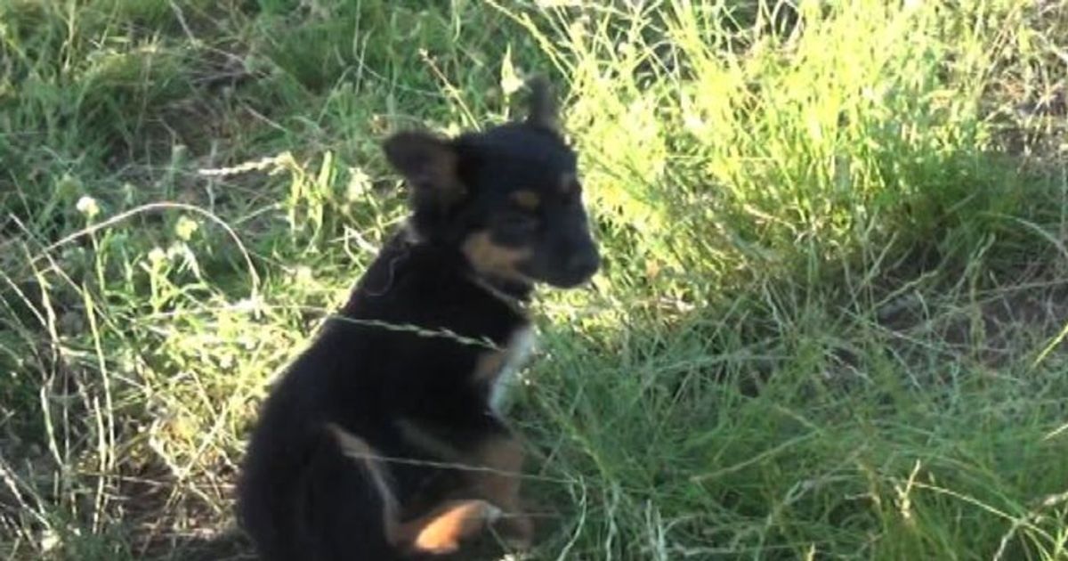 Salvare il lupo dall’ibridazione, la strategia del Gran Sasso