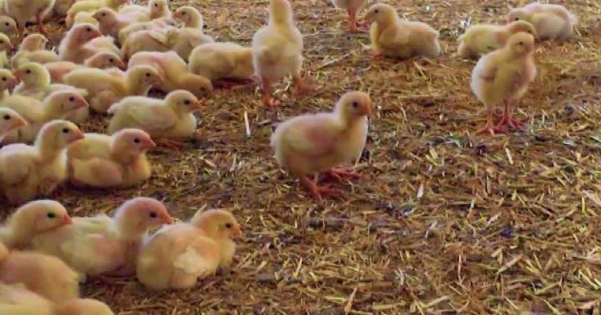 Da Unaitalia un premio per l’avicoltore dell’anno