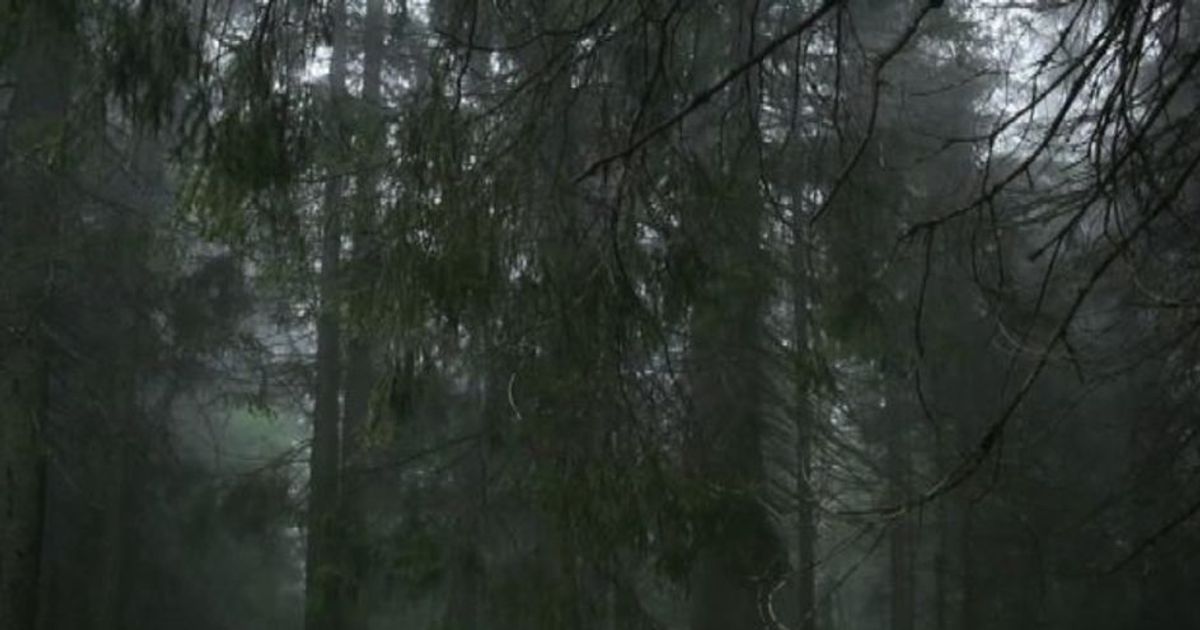La biblioteca del futuro sta crescendo nelle foreste di Oslo