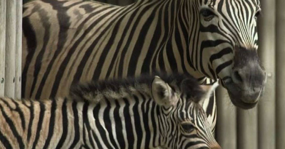 Ecco Edgar la baby zebra che fa impazzire Vienna