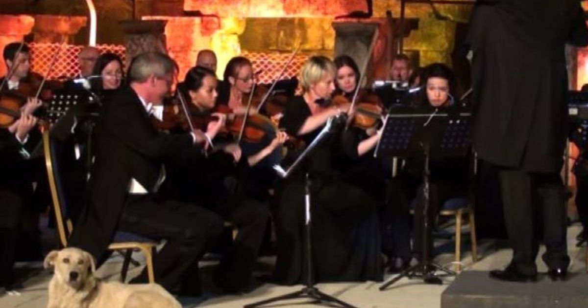 Il cane accucciato vicino all8217orchestra il video  virale