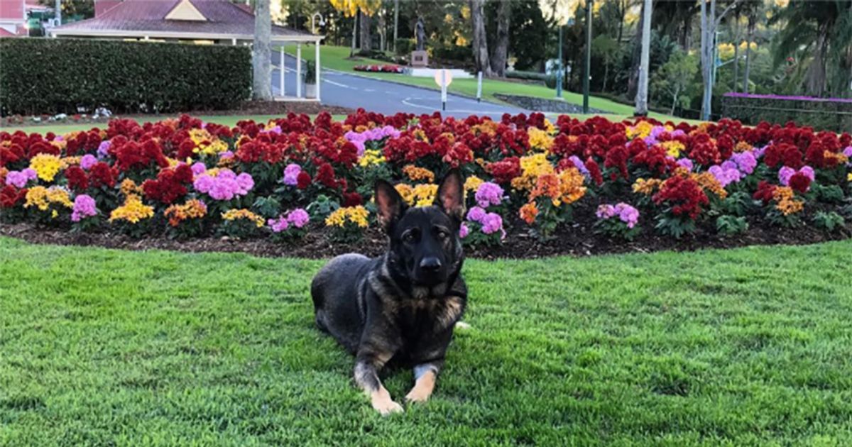 Troppo buono per fare il cane poliziotto, la storia di Gavel