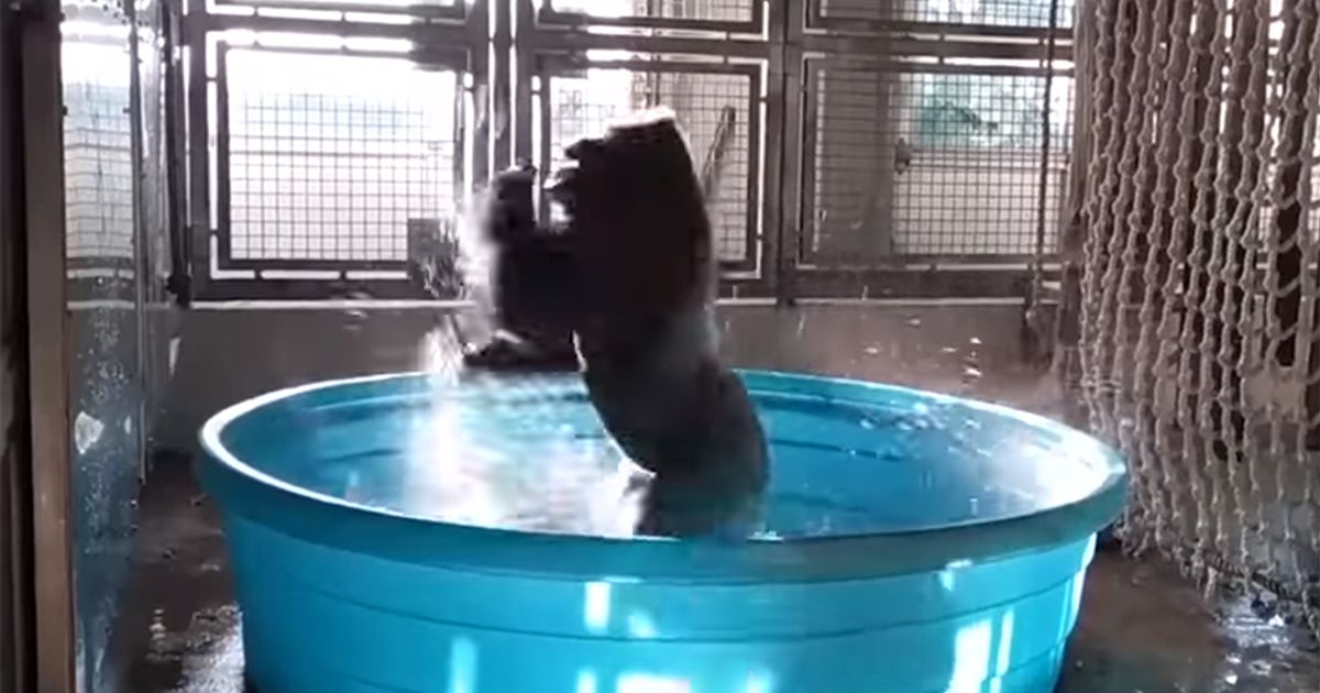 Il gorilla che balla come Jennifer Beals in Flashdance