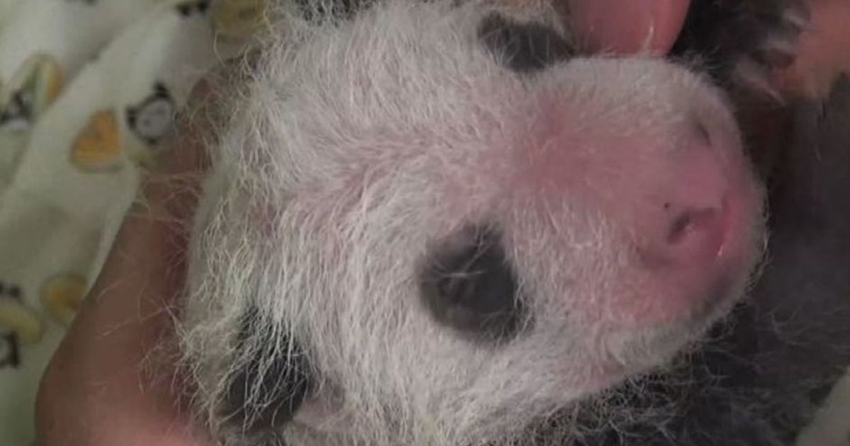 Nuove immagini del cucciolo di panda nato allo Zoo di Tokyo