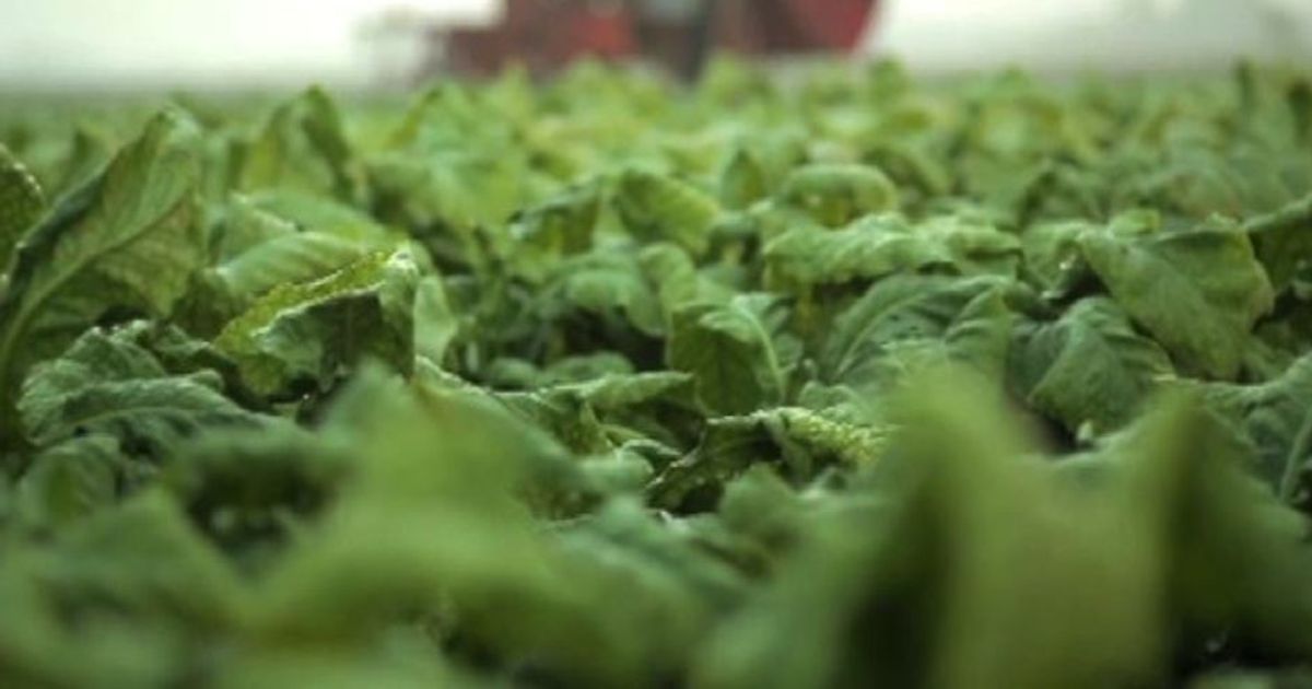 Philip Morris estende l’accordo col Mipaaf sulla tabacchicoltura