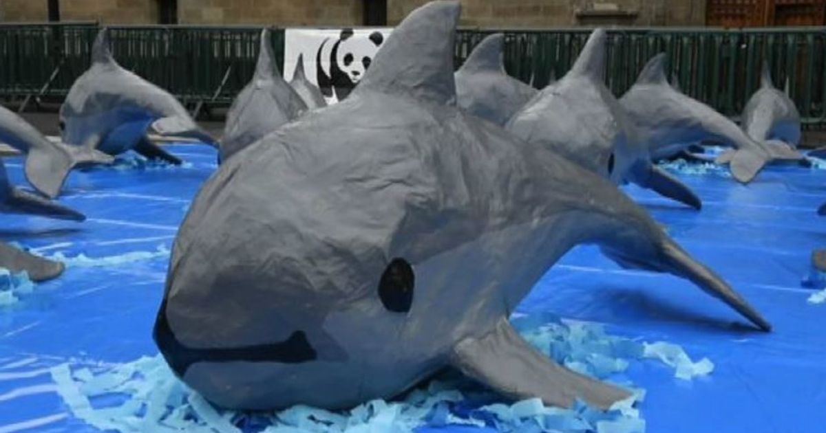La vaquita messicana scomparirà nel 2018, la protesta del Wwf