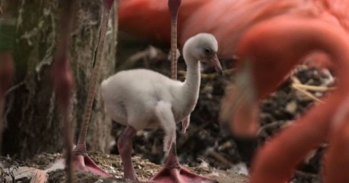 Allo zoo di Chester nascono 14 pulcini di fenicottero rosa