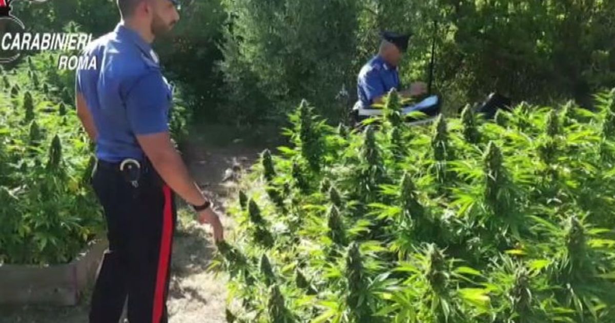Maxi sequestro di marijuana alle porte di Roma