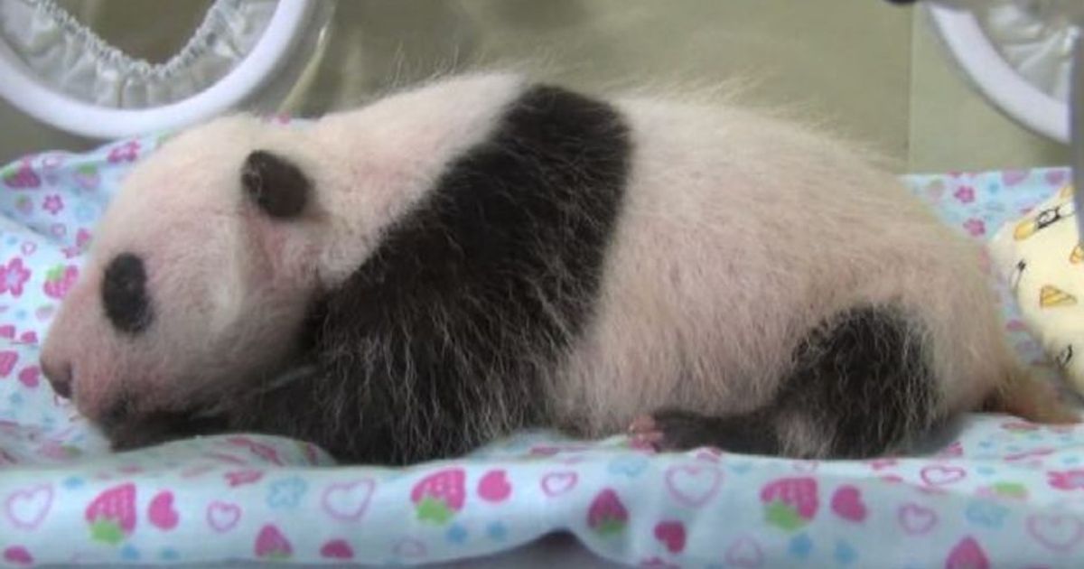 Giappone, baby panda sta bene, sopravvissuta a primo mese