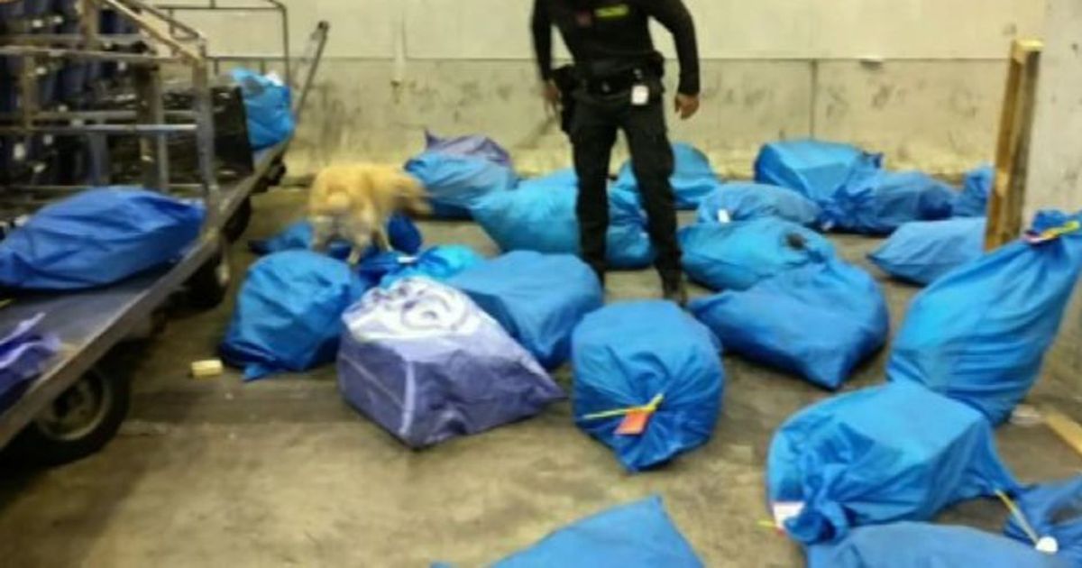 Gdf sequestra 205 kg di droga da quasi 100 spedizioni a Malpensa