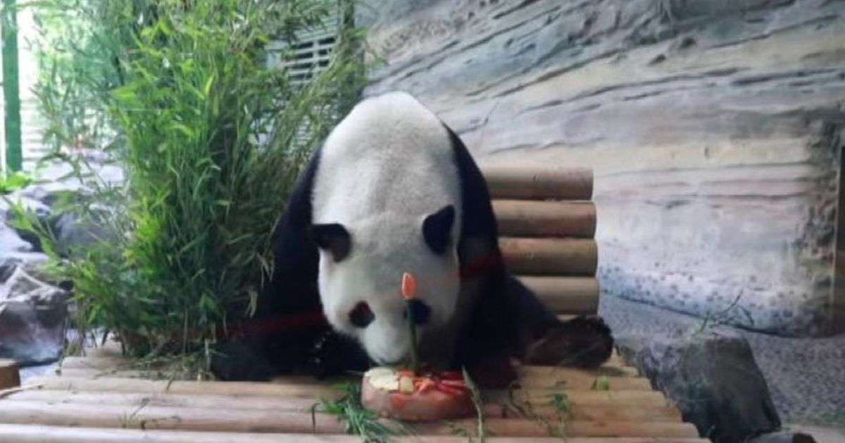 Torta di compleanno speciale per il panda dello zoo di Berlino