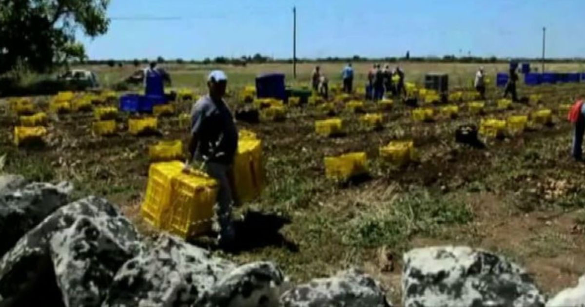 Caporalato a Siracusa: immigrati come merce, ammassati in furgoni
