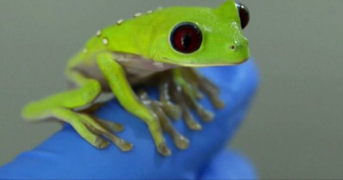 Rane domestiche, il nuovo trend in fatto di animali da compagnia