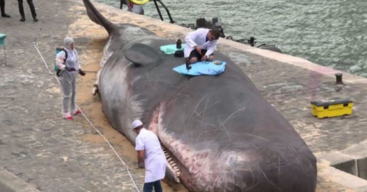 Una ‘balena’ morta a Parigi per allertare sull’ambiente