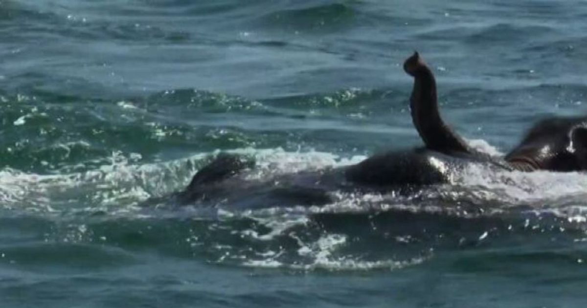 Il video degli elefantini salvati in mare in Sri Lanka