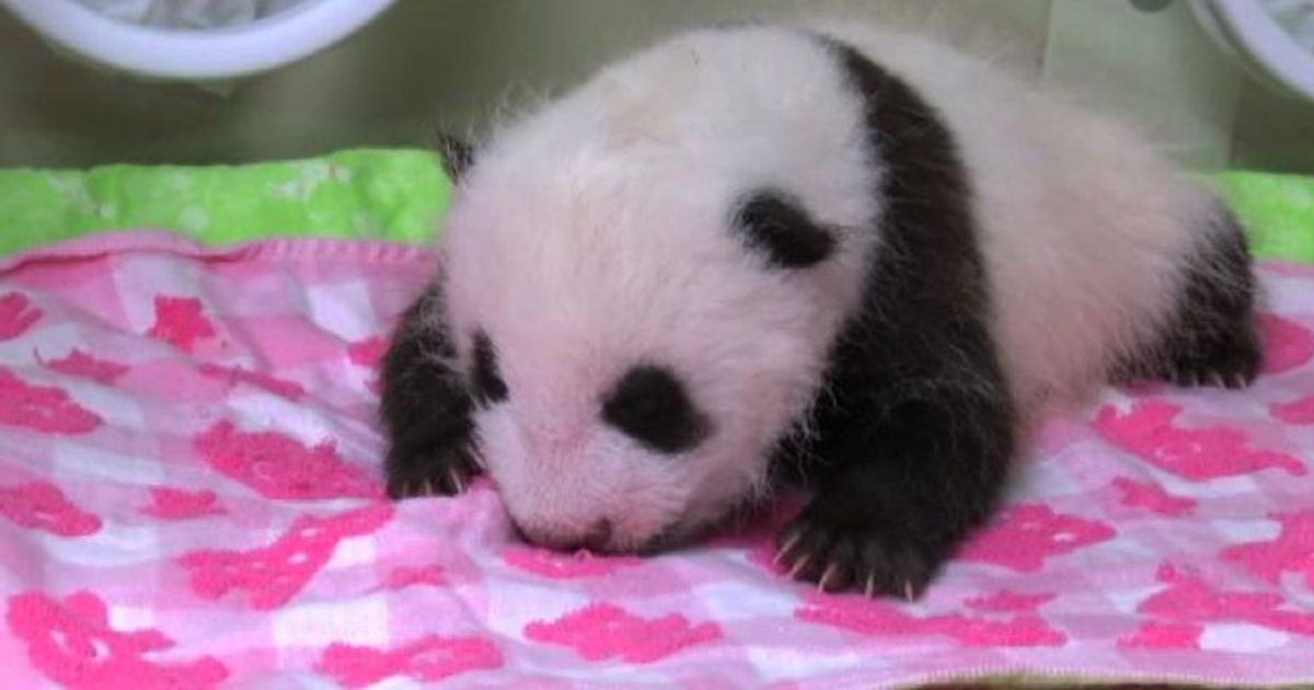 Baby panda a Tokyo: dal 28 luglio il concorso per il nome