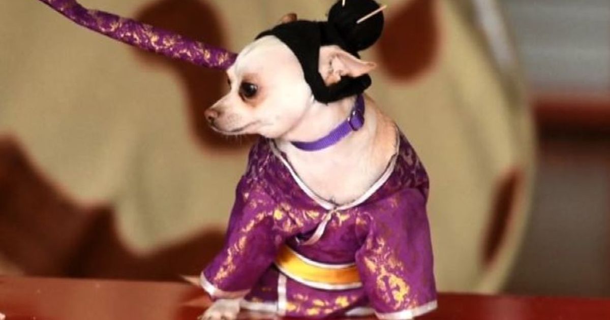 Cani in maschera a San Salvador, un carnevale “alternativo”