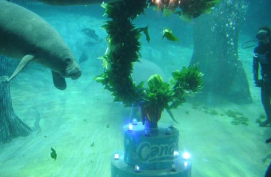 La festa per i tre anni del lamantino Canola a Singapore