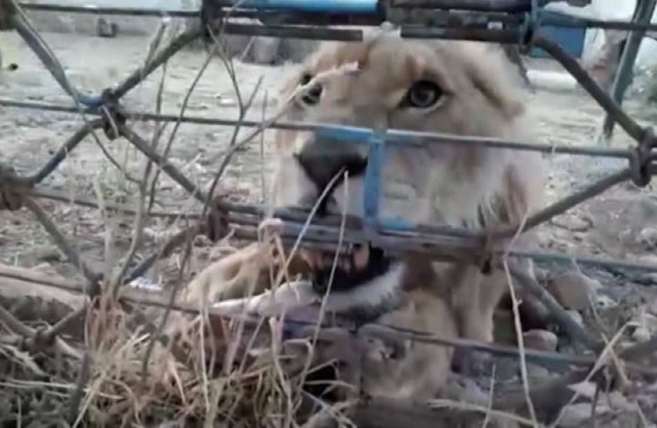 Siria l8217epopea degli animali evacuati dello zoo di Aleppo