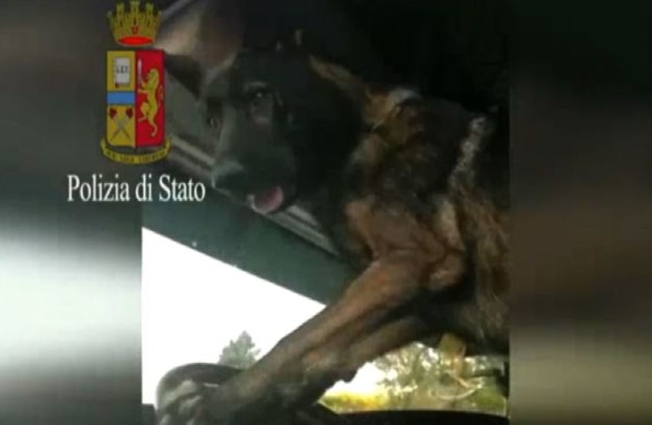 “Gimbo” astuto cane poliziotto trova la droga e suona il clacson