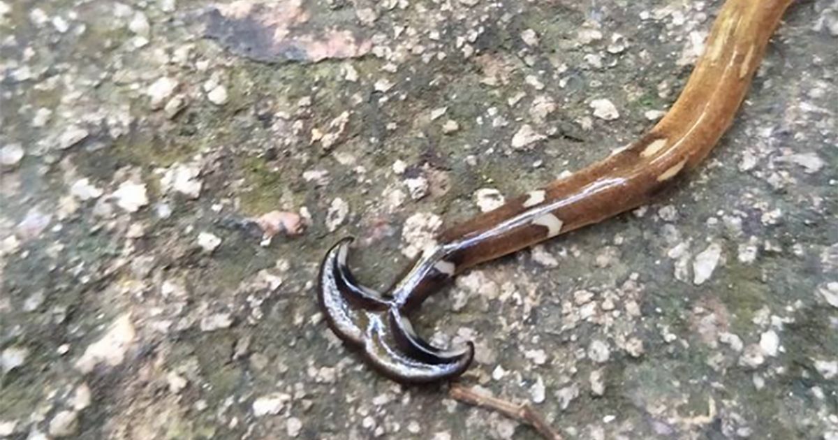 Cosa sarà questo strano animale? Se lo chiedono in molti