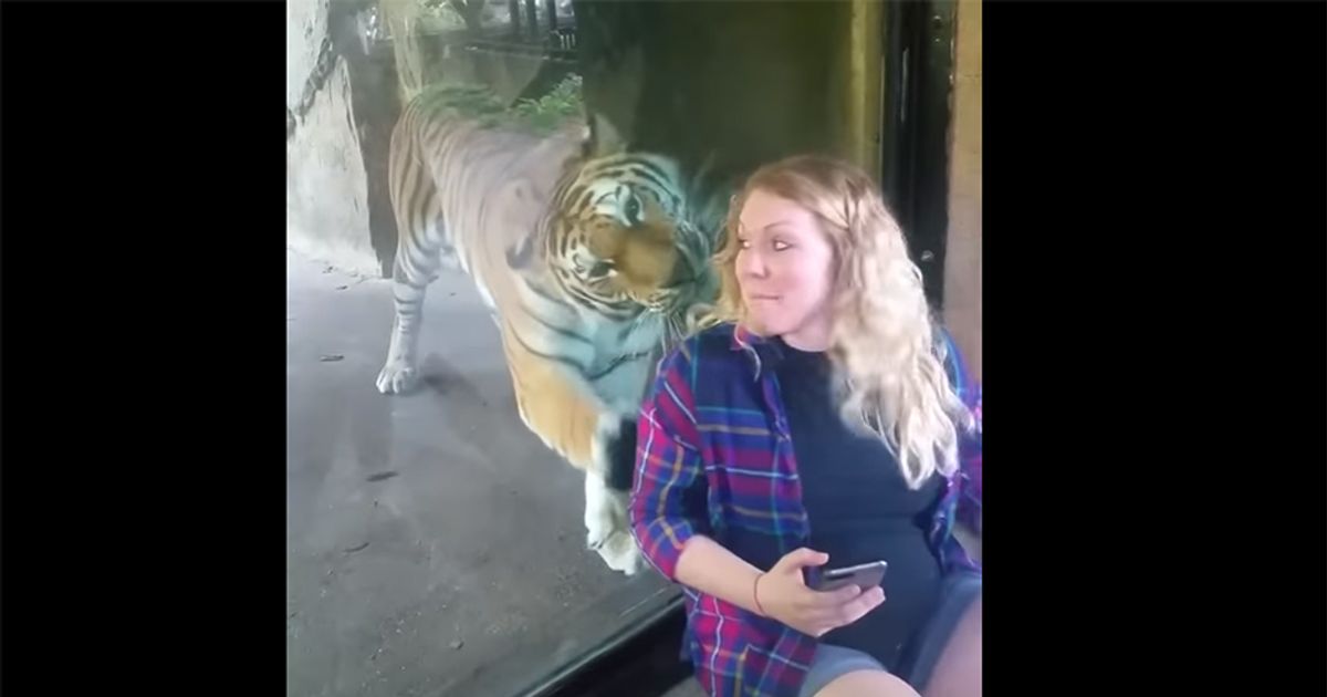 La reazione commovente della tigre di fronte alla donna incinta